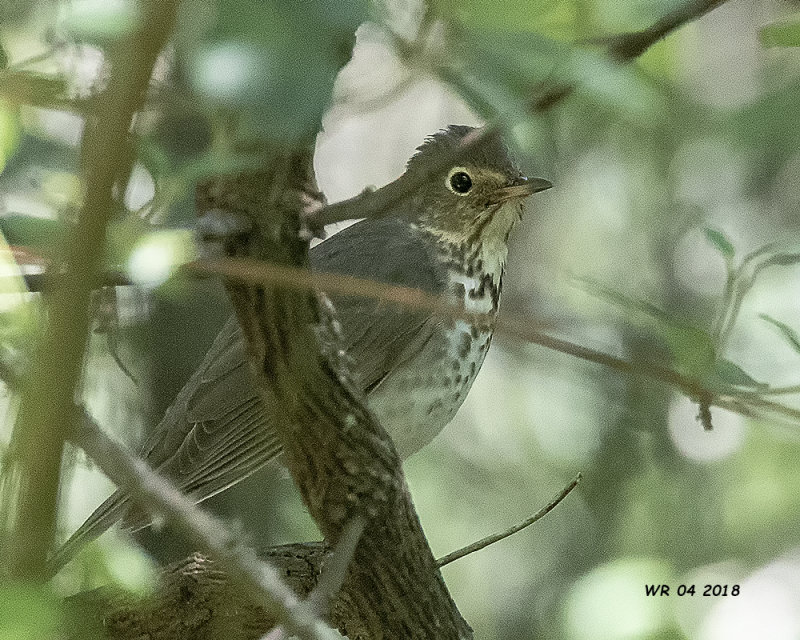 5F1A5970 Swainsons Thrush.jpg