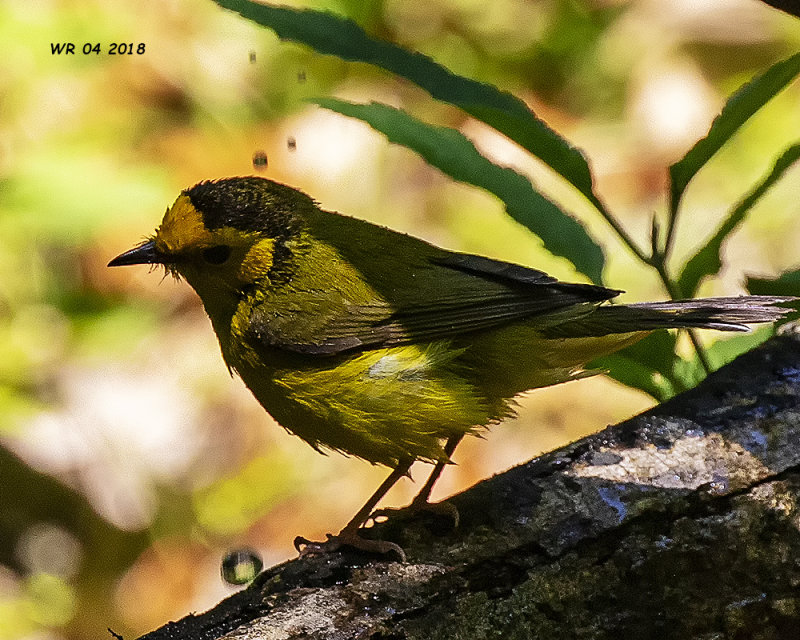 5F1A6391 wet Hooded Warbler.jpg