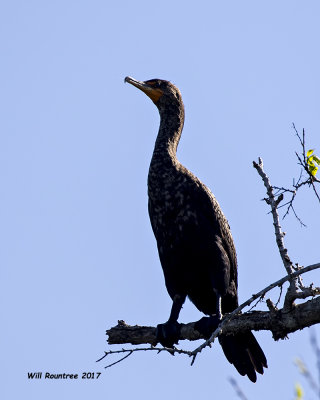 5F1A7781 Double-crested Cormorant.jpg