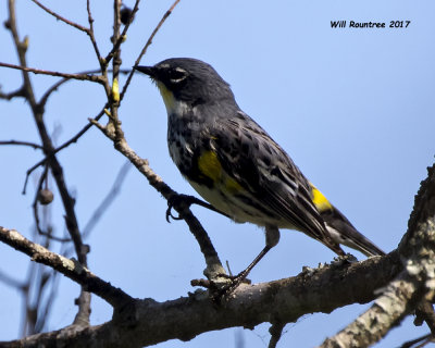 5F1A7853 Yellow-rump Warbler.jpg