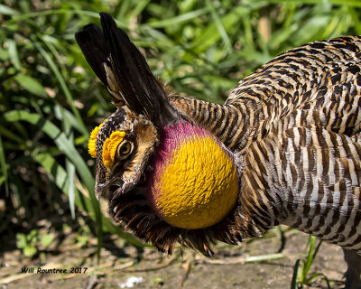 5F1A8044 Attwater Prairie Chicken.jpg