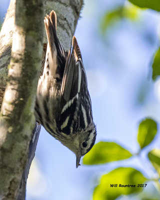 5F1A8517 Black and White Warbler.jpg