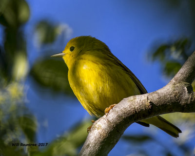 5F1A8523 Yellow Warbler.jpg