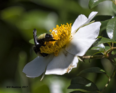 5F1A0005 American Bumblebee.jpg