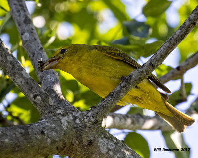 5F1A9918 Summer Tanager f with bee.jpg