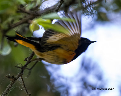 5F1A0081 American Redstart LC.jpg