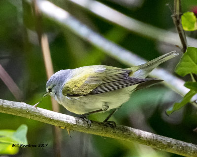 5F1A0259 Tennessee Warbler LC.jpg