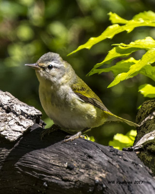 5F1A0333 Tennessee Warbler LC.jpg
