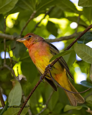 5F1A0655 Summer Tanager LC.jpg