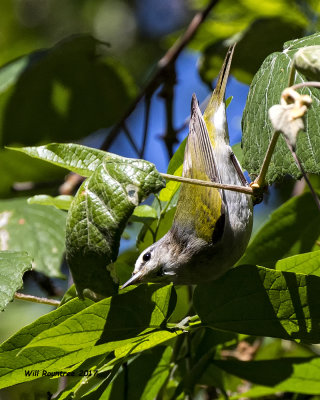 5F1A0714 Tennessee Warbler LC.jpg