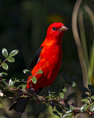5F1A0921 Scarlet Tanager.jpg