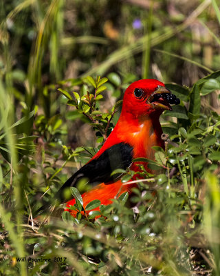 5F1A0927 Scarlet Tanager LC.jpg