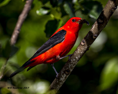 5F1A1003 Scarlet Tanager LC.jpg