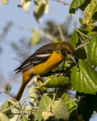 5F1A1096 Baltimore Oriole LC.jpg