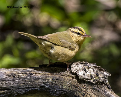 5F1A0417 Worm-eating Warbler LC.jpg