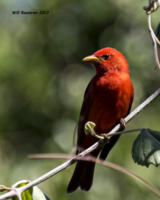 5F1A0057 Summer Tanager LC.jpg