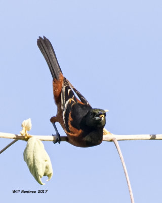 5F1A1078 Orchard Oriole LC.jpg
