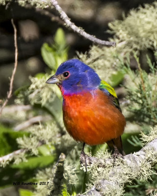 5F1A1196 Painted Bunting Q.jpg