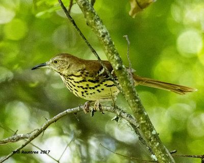 5F1A1309 Brown Thrasher LC.jpg