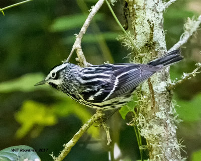 5F1A1453 Black and White Warbler LC.jpg
