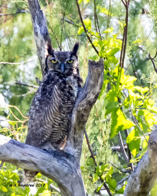 5F1A1242 Great-horned Owl DVM.jpg