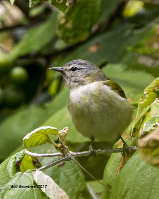 5F1A1760 Tennessee Warbler LC.jpg