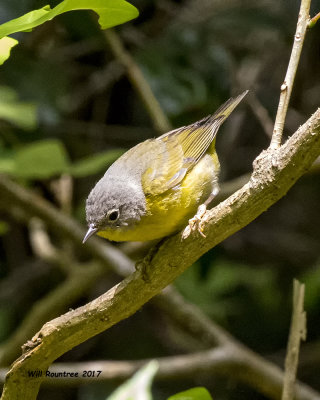 5F1A1857 Nashville Warbler.jpg