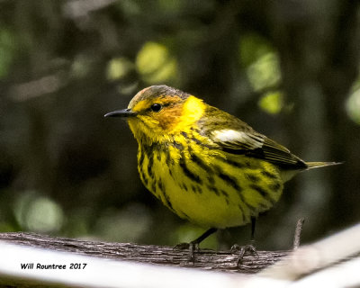 5F1A1866 Cape May Warbler.jpg