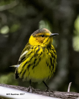 5F1A1889 Cape May Warbler.jpg