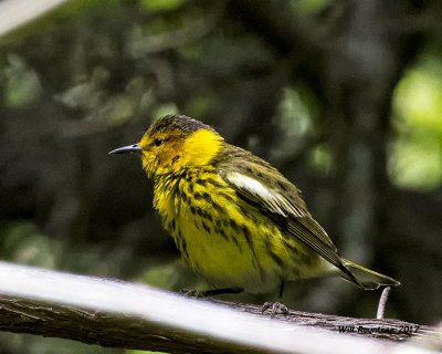 5F1A1897 Cape May Warbler.jpg