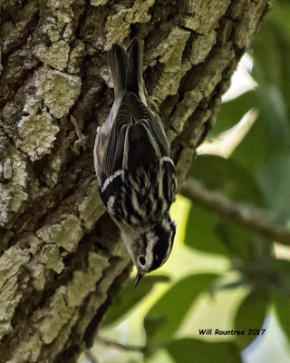 5F1A2379 Black and White Warbler LC.jpg