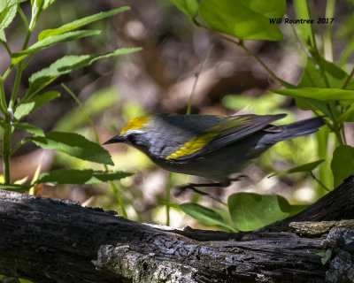 5F1A2447 Golden-winged Warbler LC.jpg