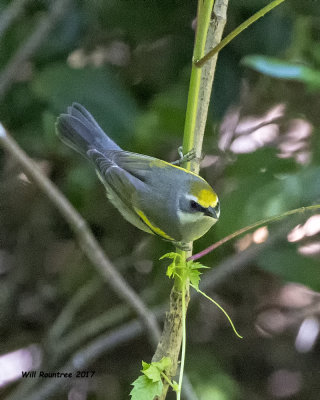 5F1A2410 Golden-winged Warbler LC.jpg