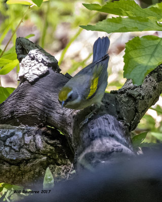 5F1A2442 Golden-winged Warbler LC.jpg