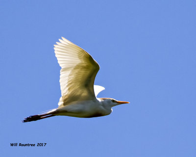 5F1A2744 Cattle Egret.jpg