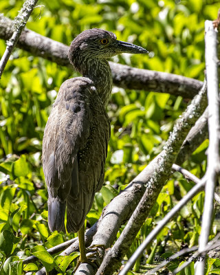 5F1A2775 Yellow-crowned Night Heron.jpg