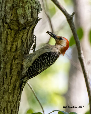 5F1A2796 Red-bellied Woodpecker.jpg
