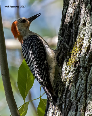 5F1A2806 Red-bellied Woodpecker.jpg