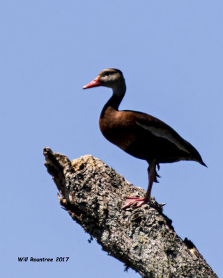 5F1A2819 Black-bellied Whistling Duck.jpg