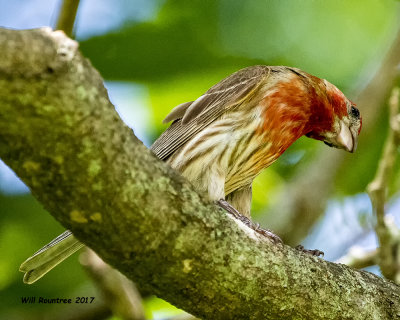 5F1A3747 House Finch.jpg