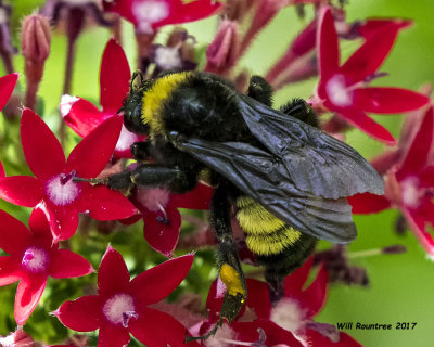 5F1A3793 American Bumblebee.jpg