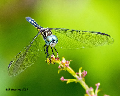 5F1A4295 Blue Dasher.jpg