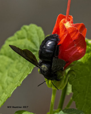 5F1A4448 Southern Carpenter Bee.jpg