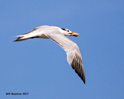 5F1A4604 Royal Tern.jpg