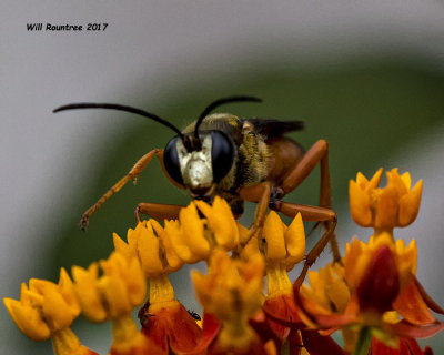 5F1A4763 wasp.jpg