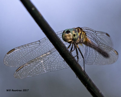 5F1A4832 Blue Dasher f.jpg