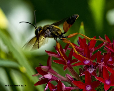 5F1A4843 Giant Golden Digger Wasp.jpg