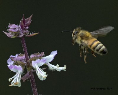 5F1A4904 Honey Bee.jpg