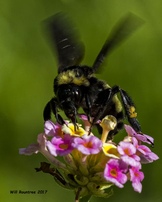 5F1A5711 American Bumblebee.jpg