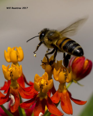 5F1A6617 Honey Bee.jpg